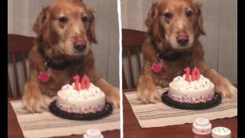 cute golden retriever celebrating his 10th birthday