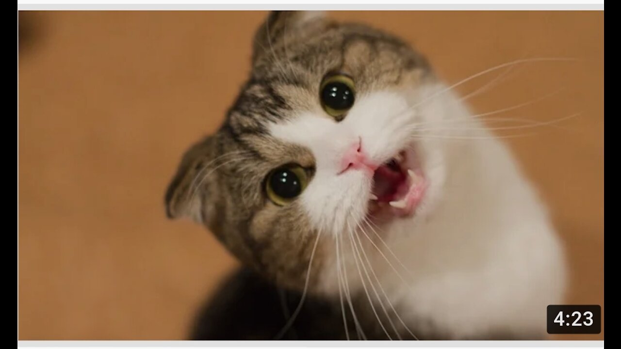 cute cats funny reactions and looks soo sweet