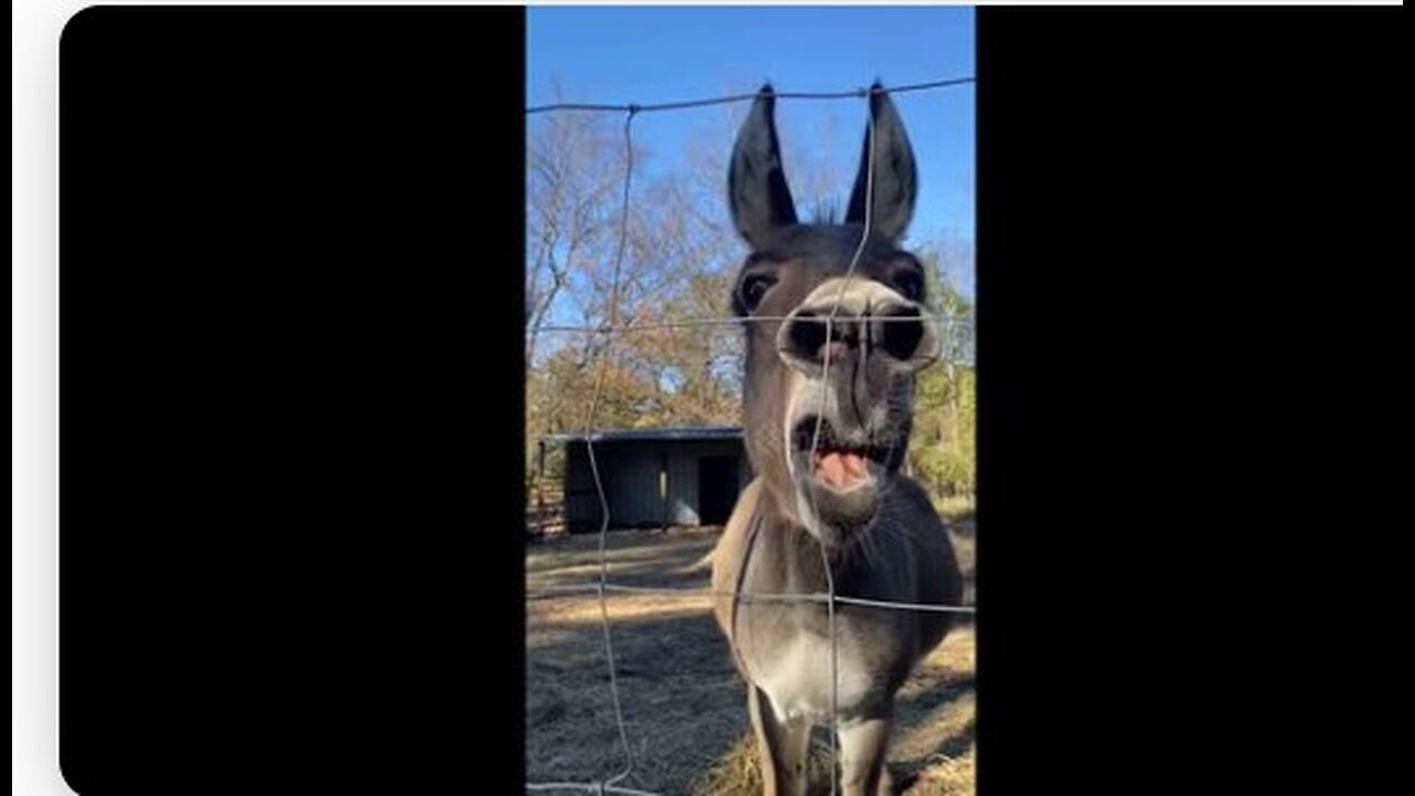 Playful Donkey Has A Good Day