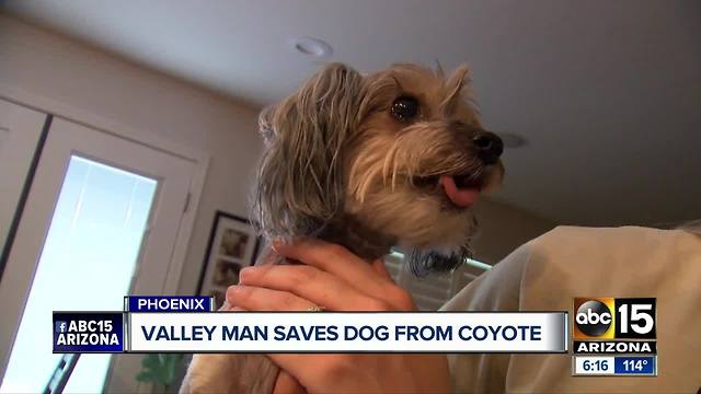 North Phoenix family saves dog from coyote attack