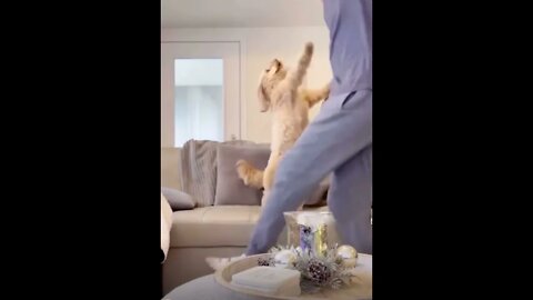 Lets Boogie