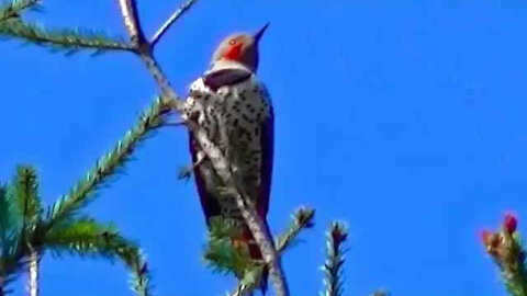 IECV NV #25 - 👀 The Northern Flicker - Woodpecker Singing In The Neighbor's Pine Tree 4-29-2014