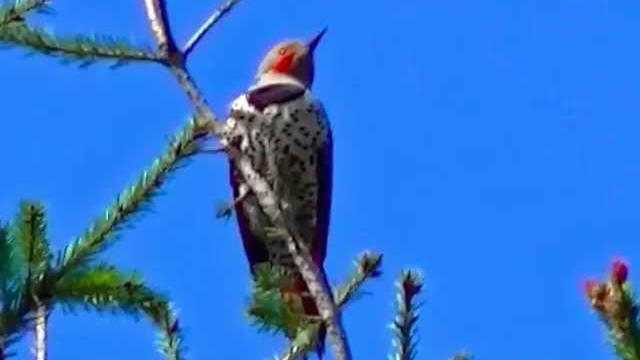 IECV NV #25 - 👀 The Northern Flicker - Woodpecker Singing In The Neighbor's Pine Tree 4-29-2014