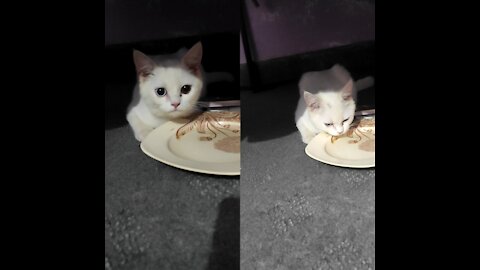 Cat Drinking Water in Night Mode