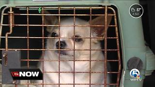 Dogs being evacuated to South Florida because of Hurricane Florence