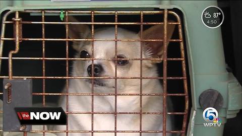 Dogs being evacuated to South Florida because of Hurricane Florence