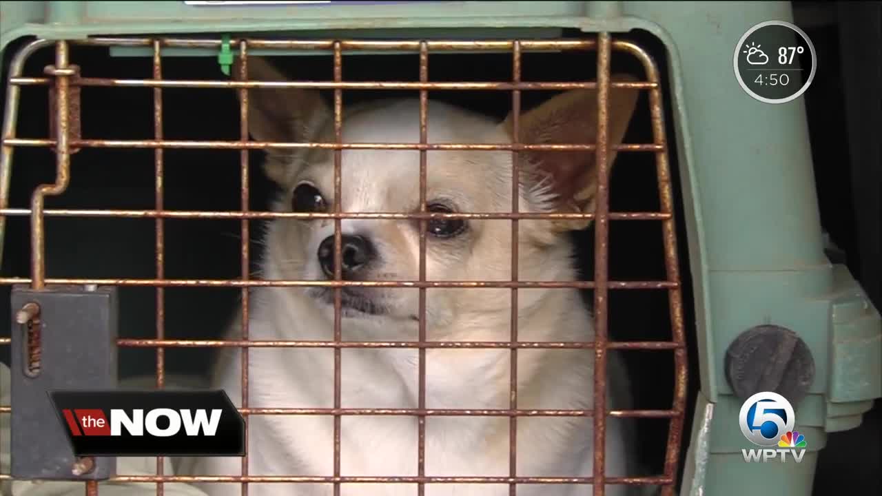Dogs being evacuated to South Florida because of Hurricane Florence