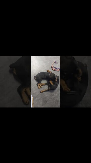 Rottweilers- Lil' Ed & Faye. Brotherly/Sisterly, Good Morning Greetings.