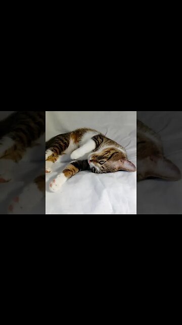 The Cat that Sleeps on His Head #shorts