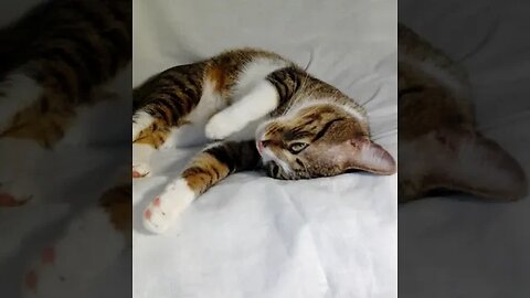 The Cat that Sleeps on His Head #shorts