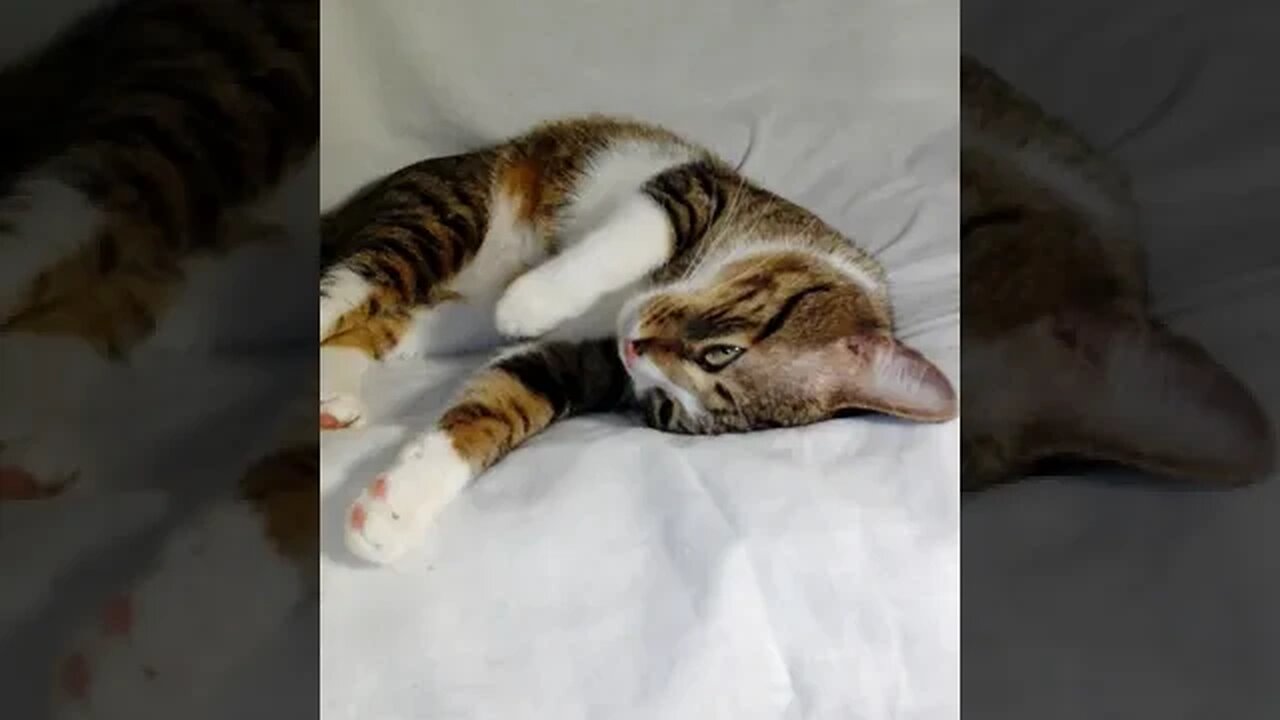 The Cat that Sleeps on His Head #shorts