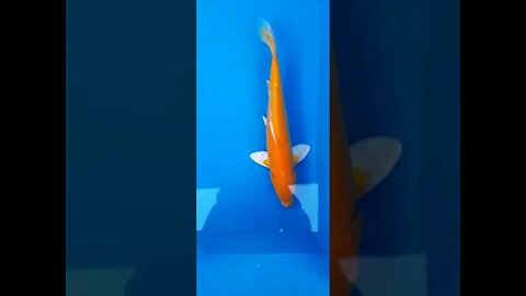 yellow koi,