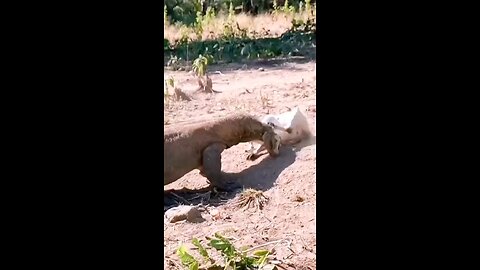 Komodo gets a meal without any animal fighting with,to share it.