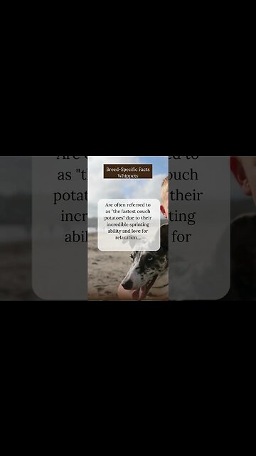 Surprising Facts about Whippets