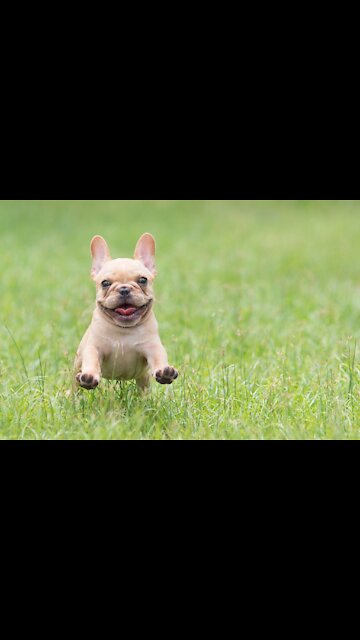 Cute French Bulldog making a little mess
