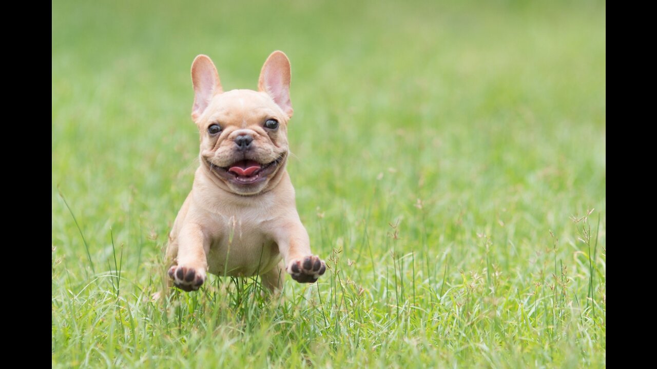 Cute French Bulldog making a little mess