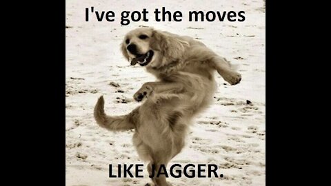 Worlds Cutest Funniest And Smartest Dogs