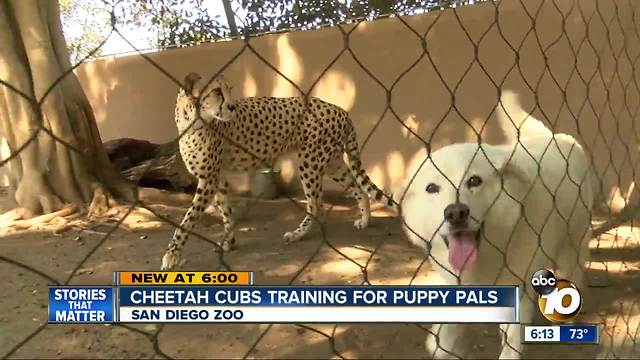 Cheetah cubs training for puppy pals at San Diego Zoo