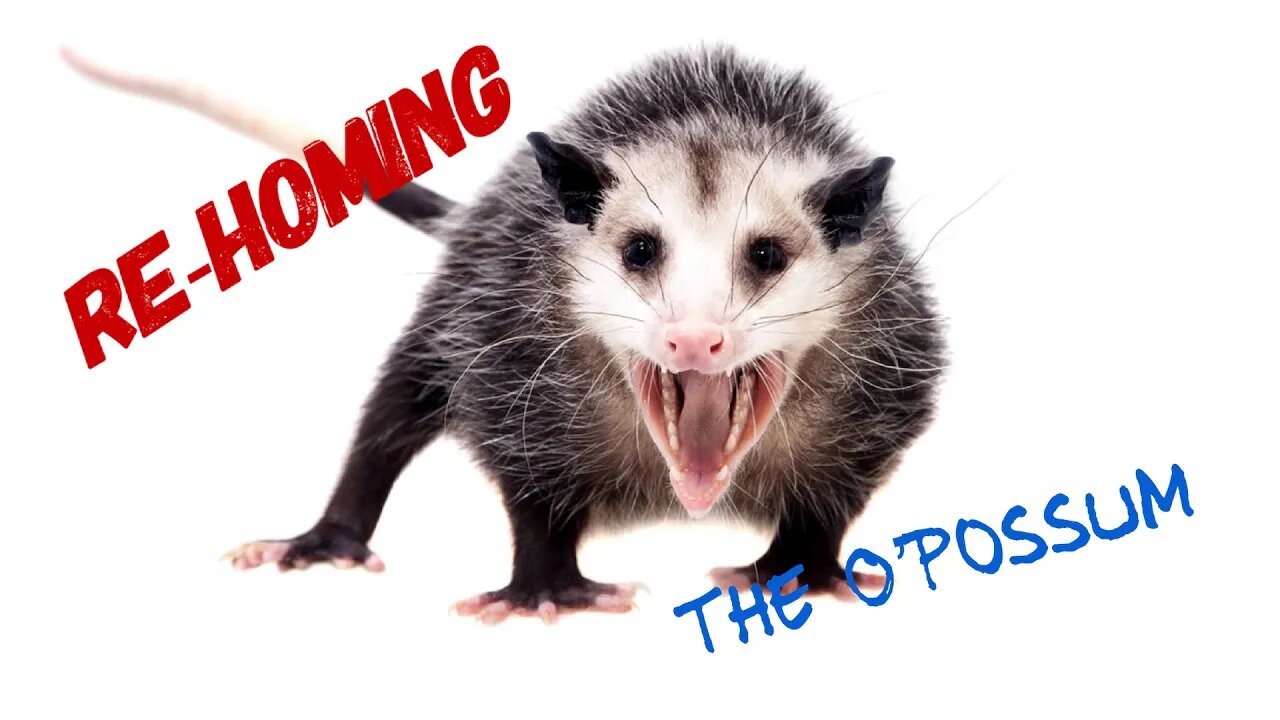 The Opossum's Ecological Contributions: Nature's Unsung Heroes. #possum, #opossum #prepperboss
