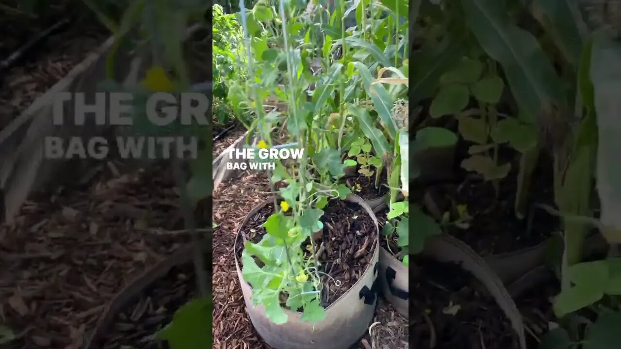 GROW BAG GARDENING: Cantaloupe grown vertically