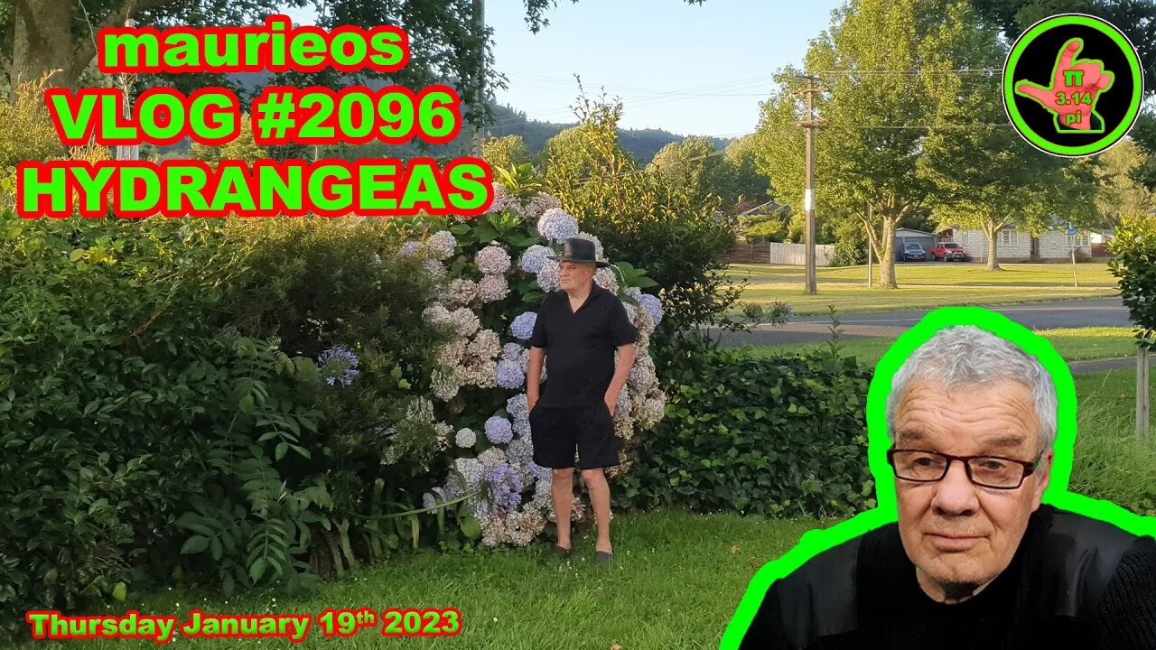 maurieos VLOG #2096 HYDRANGEAS