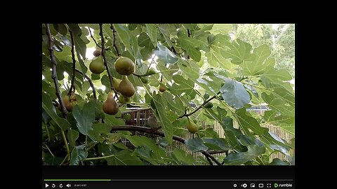 The Bird, the Mouse and the Fig Tree in the Flemish Tasty Forest