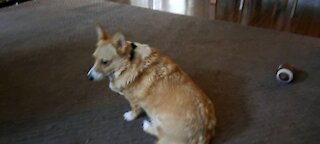 Corgis lazy day