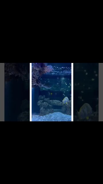 Seahorse meets the Pufferfish?