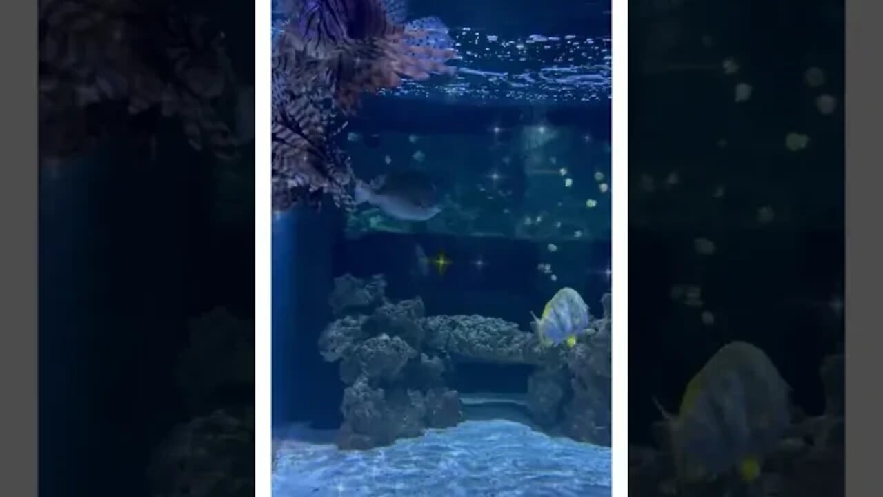 Seahorse meets the Pufferfish?