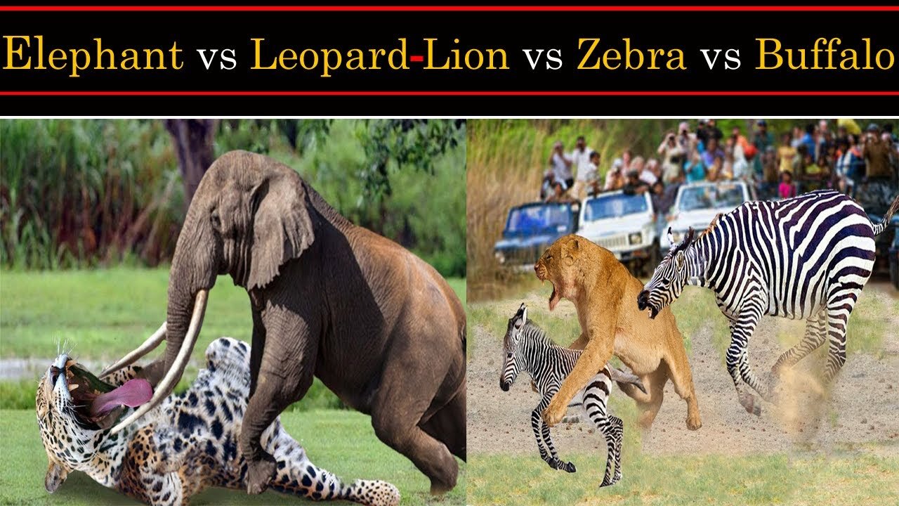 Mother_Animals_against_predators_to_save_baby_-_Lion,_Zebra,_Buffalo,_Wildebeest,_Impala,_Warthog,