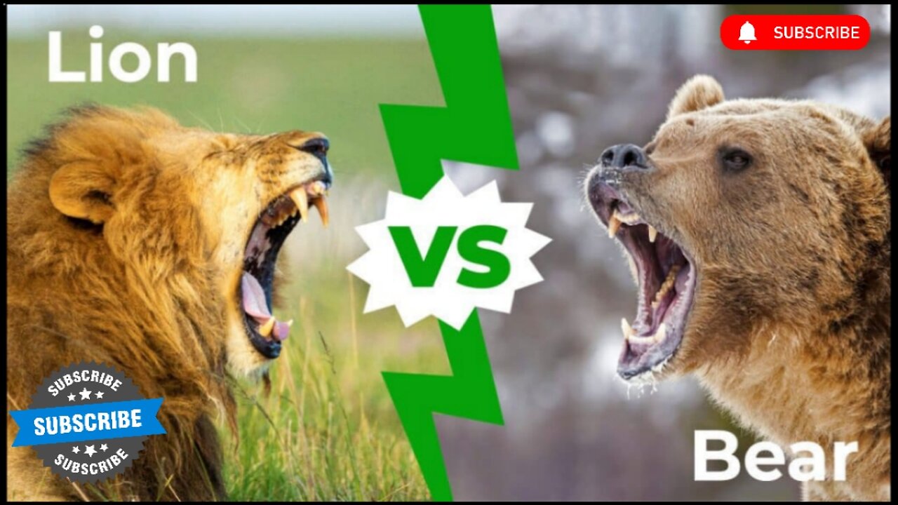 Lion vs Bear || best fight scene || wild life || forest animal || Lion || Bear