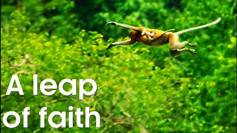 Borneo Proboscis Monkeys Leap Into Crocodile _ A Leap Of Faith |