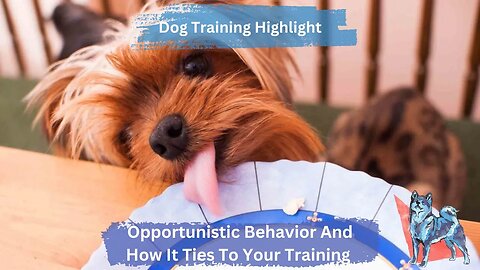 Opportunistic Behavior | What Is It And How It Ties To All Methods Of Dog Training