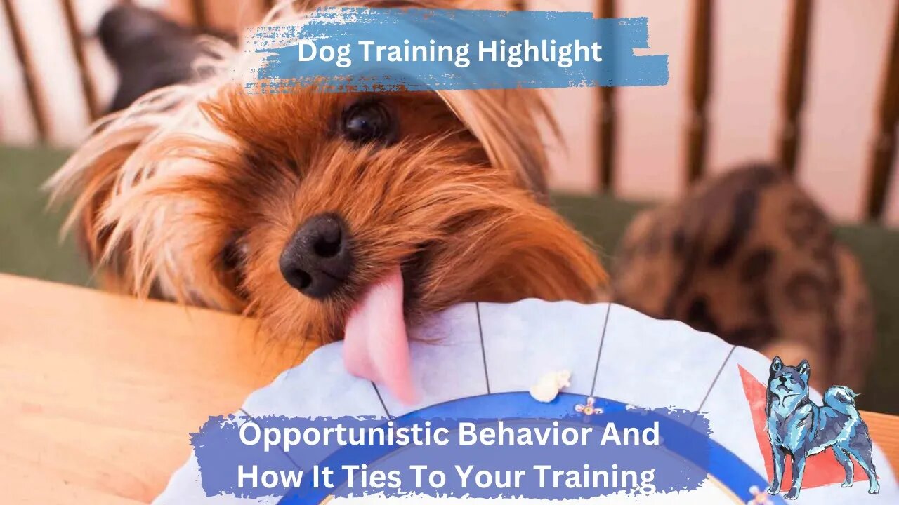 Opportunistic Behavior | What Is It And How It Ties To All Methods Of Dog Training