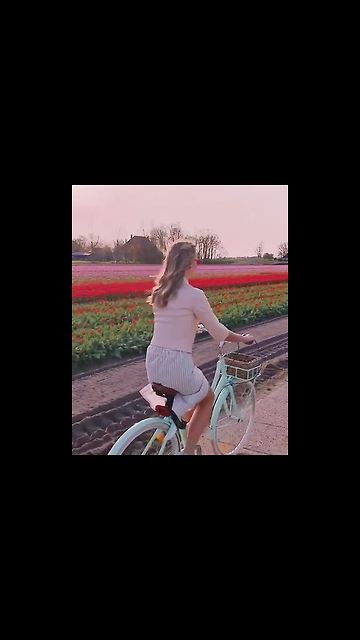 The Tulip Fields In The Netherlands 🌷🌷