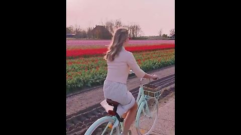 The Tulip Fields In The Netherlands 🌷🌷