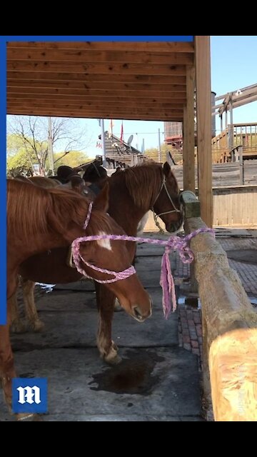 Clever horse escapes stable ropes