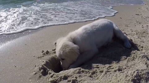 Puppy isn't happy when waves fill up his newly dug hole