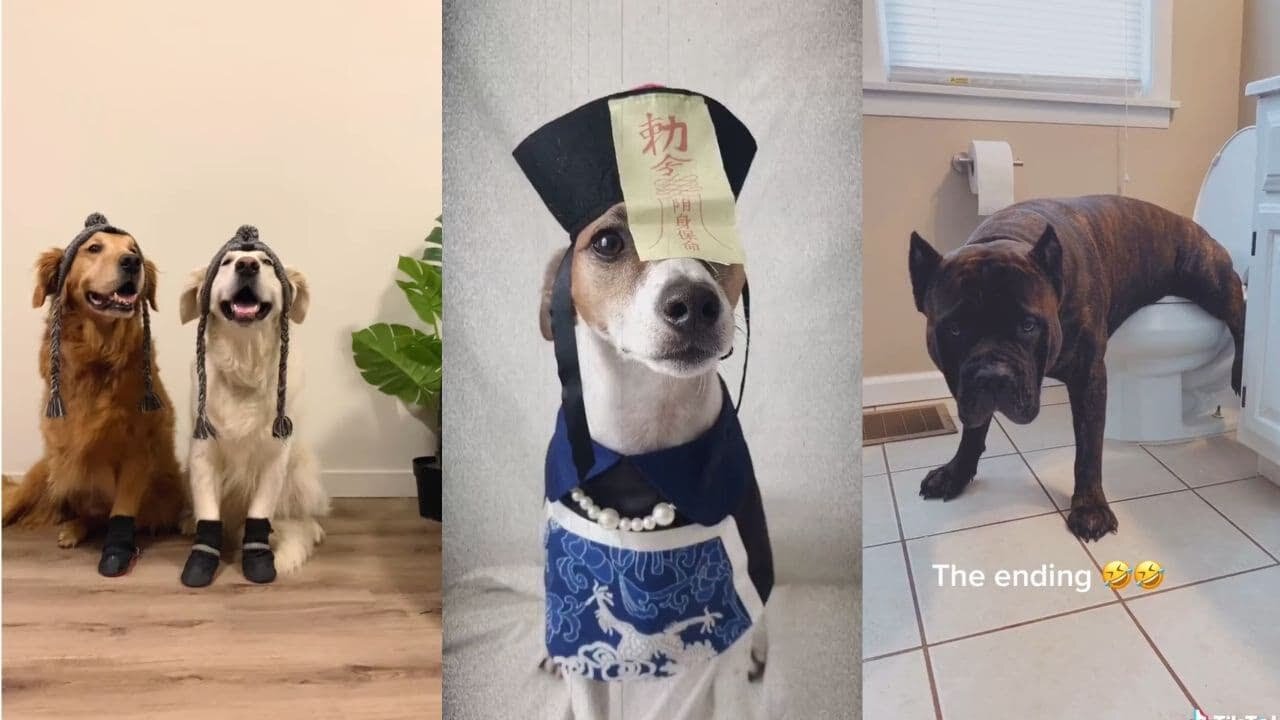 Funny, Smart And Cute Dogs Video Try Not To Laugh 54