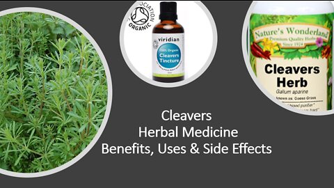 Cleavers - Herbal Medicine - Benefits, Uses & Side Effects