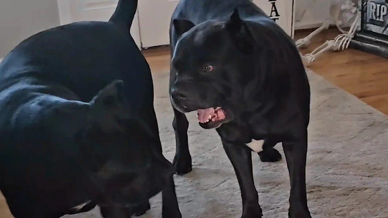 Cane Corso Bruce Wayne is going live!