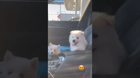 WHY.ARE.YOU.SO.CUTE??? #Puppy #Dogs #Shorts #Puppyvideo #Shortvideo #dog #doglover #cutedog #puppylo