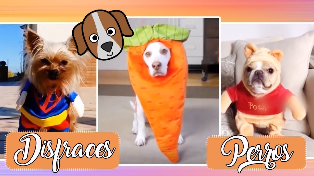 DISFRACES DIVERTIDOS PARA PERROS
