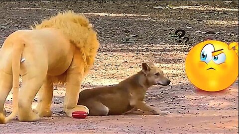 LOL CLIPS fake Lion and Fake Tiger Prank To dog