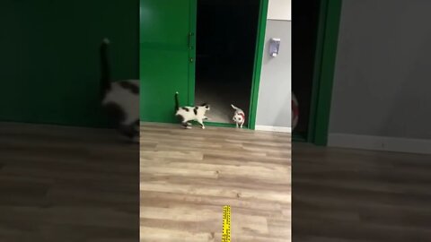 CAT VS BIG DOG!