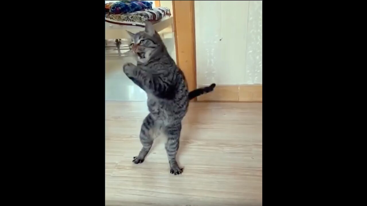 Try Not To Laugh 😂 Watching Funny Cats Video Compilation.