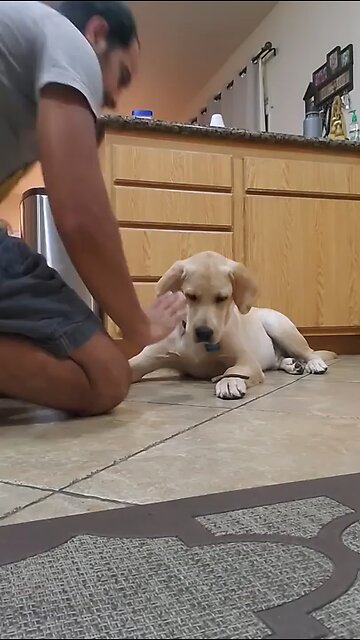 Labrador Dog Shows How Well Trained He is #Shorts