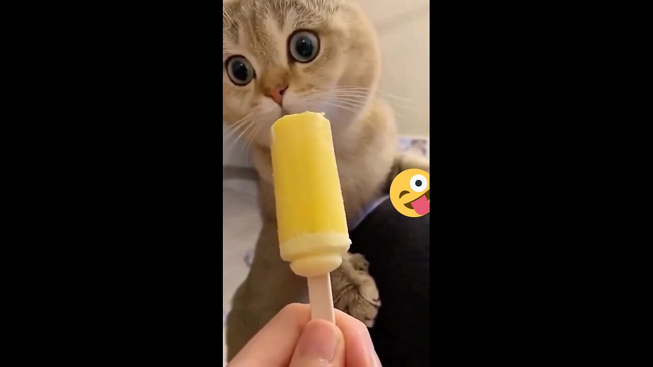 Funny Cat 😺😁😁 Funny pet videos