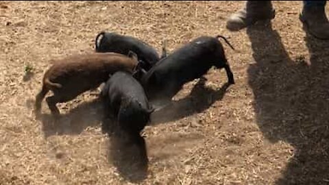 Piglets' bizarre spins while eating