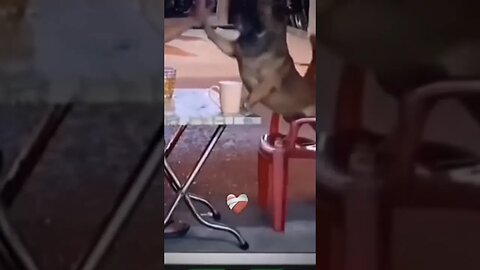 funny video #trending #youtube #shorts #viral #video #dog #foryou